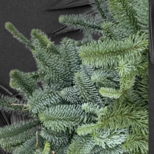 гілки ялинки замовляй красу