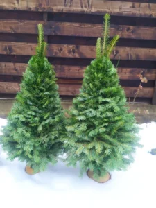 Ялинка 100 см