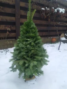 Ялинка 120 см