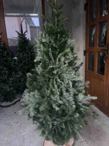 Ялинка 160-170 см
